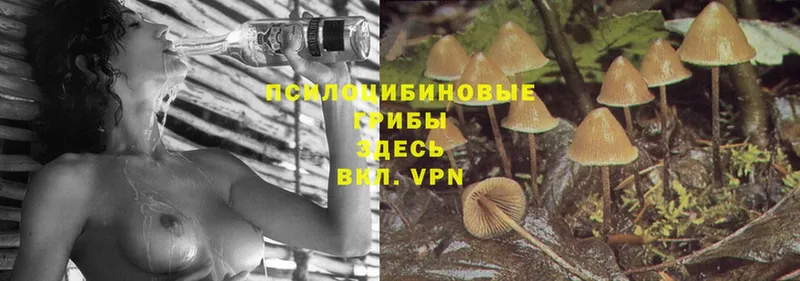 купить закладку  Кировск  Псилоцибиновые грибы Psilocybe 